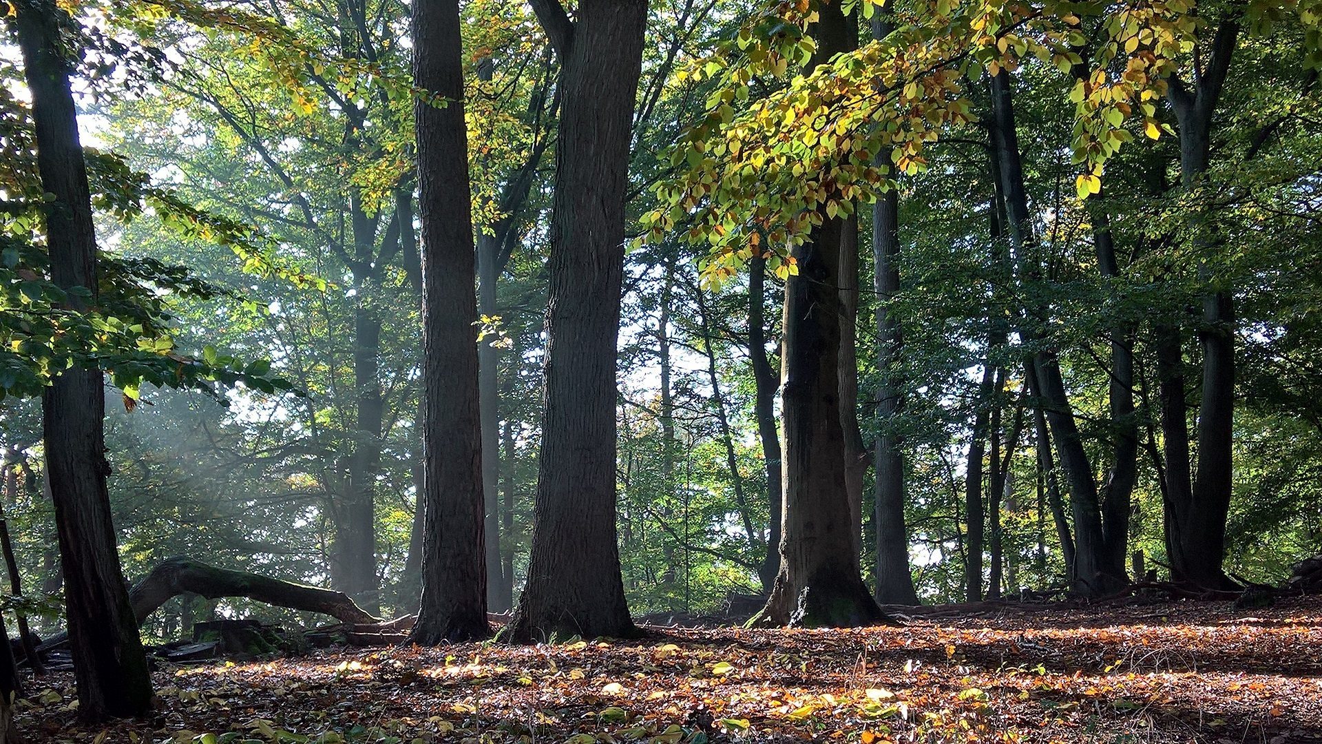 Willkommen bei der Waldjugend