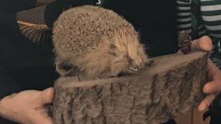 Was ein Igel mit Einöd zu tun hat