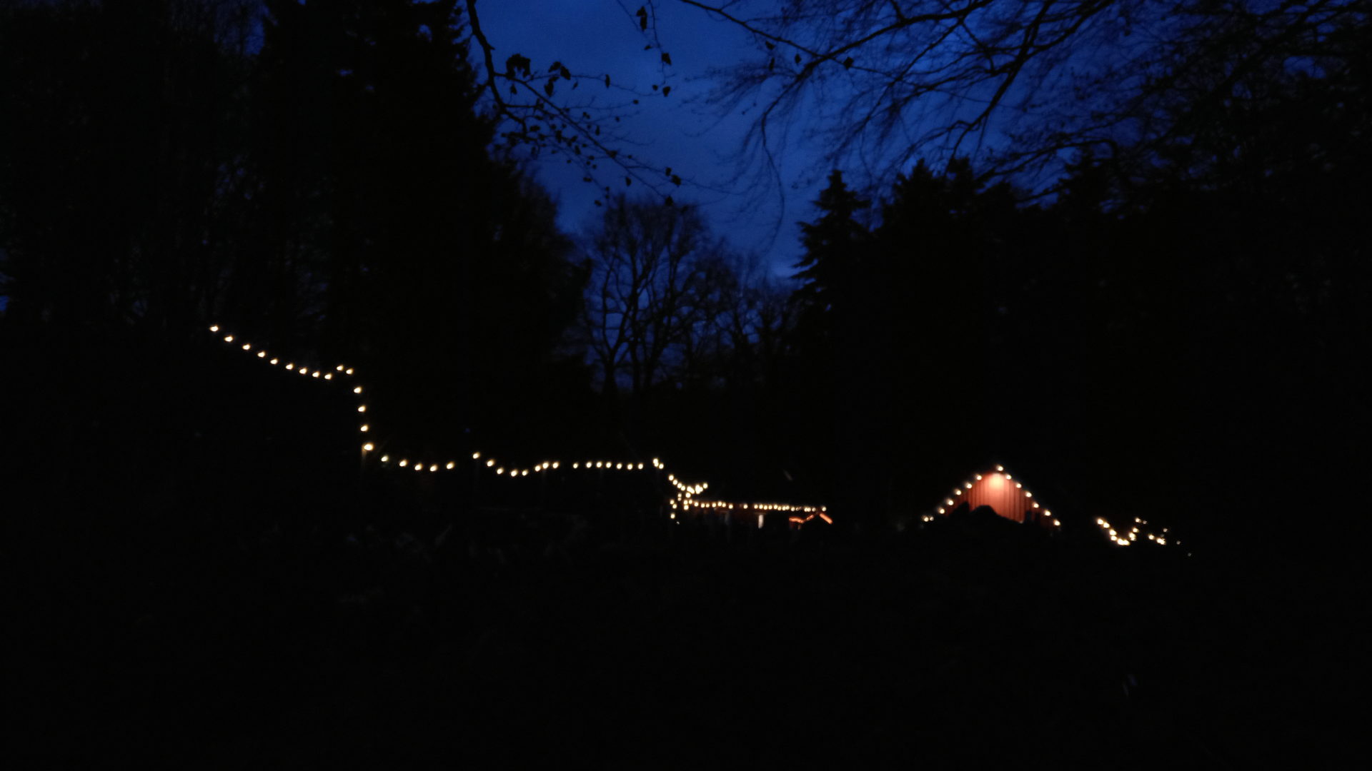 Weihnachtsbaum Und Nachtwanderung… – Deutsche Waldjugend Landesverband ...