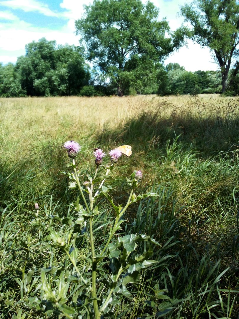 Sommerferienprogramm (Tag 1): Kollau-Wanderweg